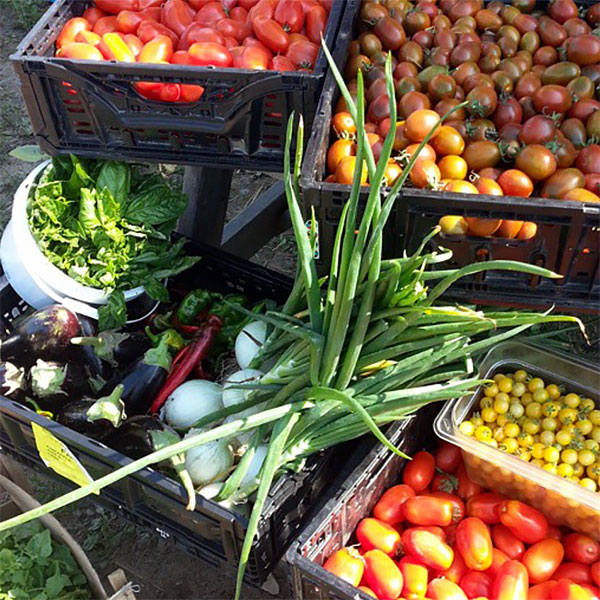 Fresh vegetables from Skinny Barn Farm in Cobourg, Ontario